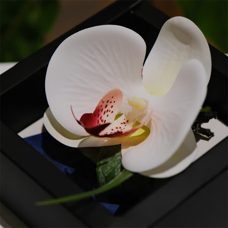 3Pcs Men's White Phalaenopsis Bow Tie Handkerchief Set