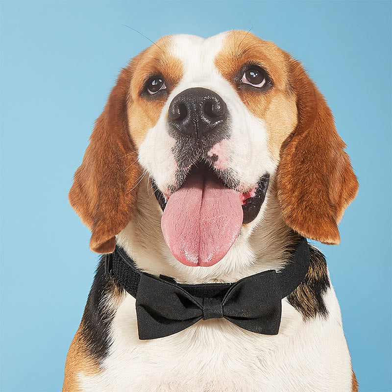 Adjustable Dog Collar Birthday Party Pet Bow Tie